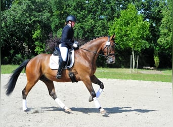 Trakehner, Ruin, 6 Jaar, 173 cm, Donkerbruin