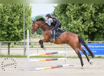 Trakehner, Ruin, 6 Jaar, 176 cm, Bruin