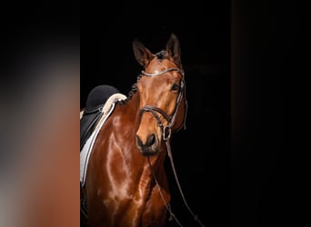 Trakehner, Ruin, 6 Jaar, 176 cm, Bruin