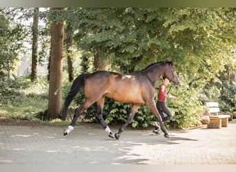 Trakehner, Ruin, 6 Jaar, 178 cm, Bruin