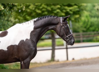 Trakehner, Ruin, 6 Jaar