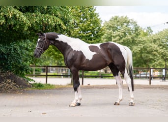 Trakehner, Ruin, 6 Jaar