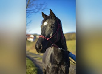 Trakehner, Ruin, 7 Jaar, 157 cm, Zwart