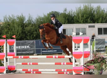 Trakehner, Ruin, 7 Jaar, 163 cm, Vos