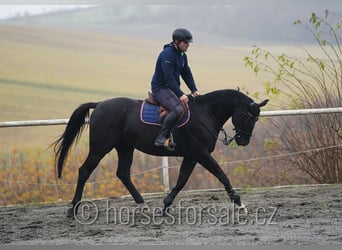 Trakehner, Ruin, 7 Jaar, 163 cm, Zwart
