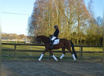 Trakehner, Ruin, 7 Jaar, 165 cm, Bruin