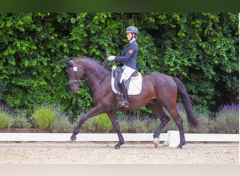 Trakehner, Ruin, 7 Jaar, 165 cm, Zwart