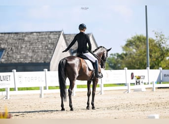 Trakehner, Ruin, 7 Jaar, 166 cm, Zwartbruin
