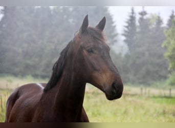 Trakehner, Ruin, 7 Jaar, 168 cm, Donkerbruin