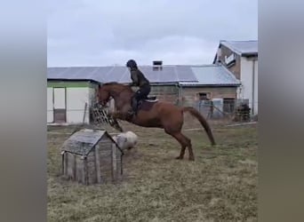 Trakehner, Ruin, 7 Jaar, 168 cm, Vos