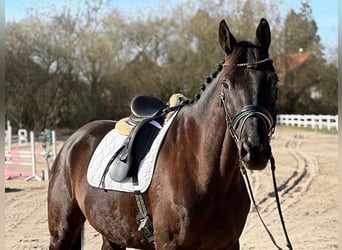 Trakehner, Ruin, 7 Jaar, 174 cm, Zwart