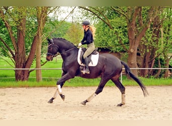 Trakehner, Ruin, 7 Jaar, 174 cm, Zwartbruin