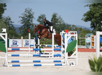 Trakehner, Ruin, 7 Jaar, 175 cm, Vos