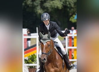 Trakehner, Ruin, 7 Jaar, 175 cm, Vos