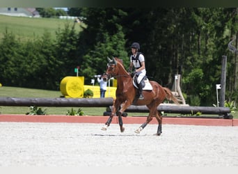 Trakehner, Ruin, 7 Jaar, 175 cm, Vos