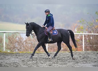 Trakehner, Ruin, 8 Jaar, 163 cm, Zwart