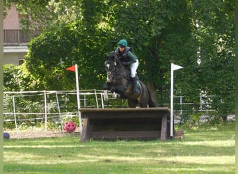 Trakehner, Ruin, 8 Jaar, 164 cm, Donkerbruin