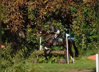 Trakehner, Ruin, 8 Jaar, 164 cm, Donkerbruin