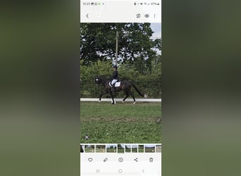 Trakehner, Ruin, 8 Jaar, 164 cm, Donkerbruin