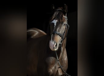 Trakehner, Ruin, 8 Jaar, 164 cm, Donkerbruin