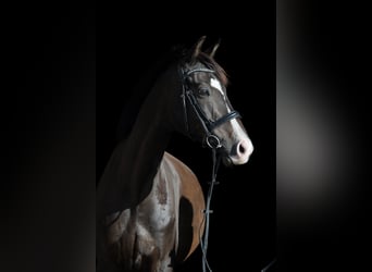 Trakehner, Ruin, 8 Jaar, 164 cm, Donkerbruin