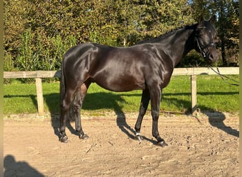 Trakehner, Ruin, 8 Jaar, 164 cm, Zwart