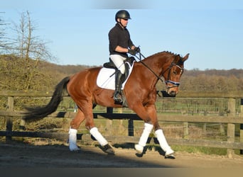 Trakehner, Ruin, 8 Jaar, 165 cm, Bruin