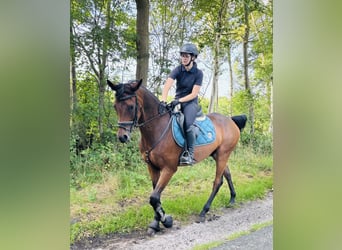 Trakehner, Ruin, 8 Jaar, 165 cm, Bruin