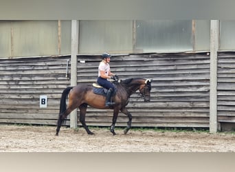 Trakehner, Ruin, 8 Jaar, 168 cm, Donkerbruin