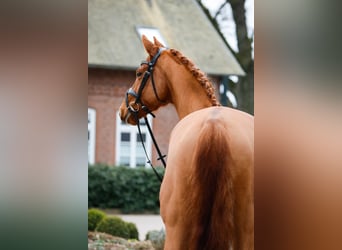 Trakehner, Ruin, 8 Jaar, 168 cm, Vos