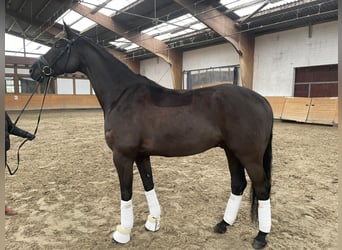 Trakehner, Ruin, 8 Jaar, 168 cm, Zwart