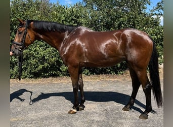 Trakehner, Ruin, 8 Jaar, 170 cm, Bruin