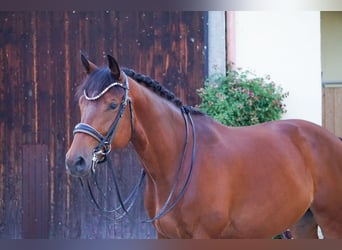 Trakehner, Wallach, 8 Jahre, 172 cm, Brauner