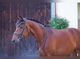 Trakehner, Wallach, 8 Jahre, 172 cm, Brauner