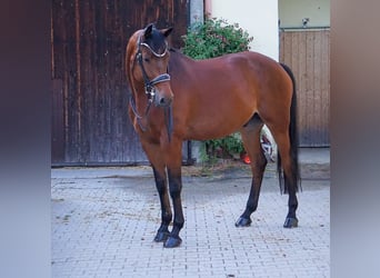 Trakehner, Ruin, 8 Jaar, 172 cm, Bruin