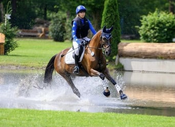 Trakehner, Ruin, 9 Jaar, 163 cm, Donkere-vos