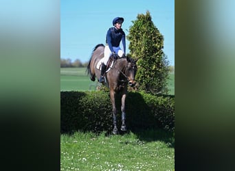 Trakehner, Ruin, 9 Jaar, 164 cm, Bruin