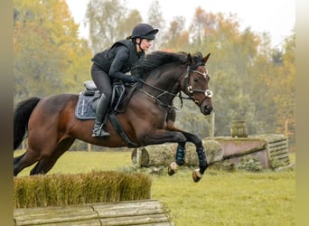 Trakehner, Ruin, 9 Jaar, 165 cm, Bruin