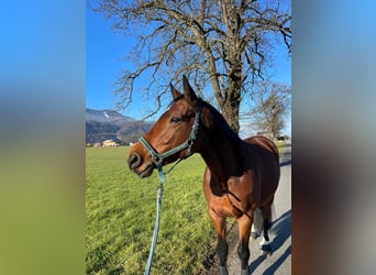 Trakehner, Ruin, 9 Jaar, 165 cm, Bruin