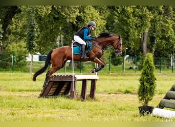 Trakehner, Ruin, 9 Jaar, 167 cm, Bruin
