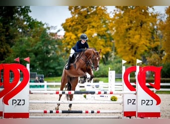 Trakehner, Ruin, 9 Jaar, 167 cm, Bruin