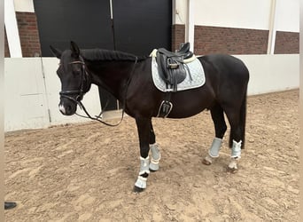 Trakehner, Ruin, 9 Jaar, 167 cm, Donkerbruin