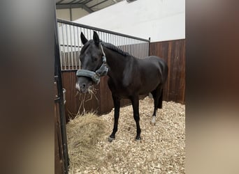 Trakehner, Ruin, 9 Jaar, 167 cm, Donkerbruin