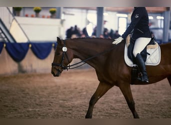 Trakehner, Ruin, 9 Jaar, 168 cm, Bruin