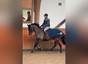 Trakehner, Ruin, 9 Jaar, 168 cm, Donkerbruin