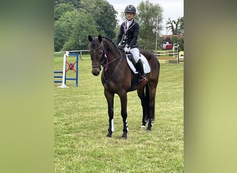 Trakehner, Ruin, 9 Jaar, 168 cm, Donkerbruin