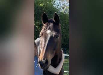 Trakehner, Ruin, 9 Jaar, 168 cm, Donkerbruin