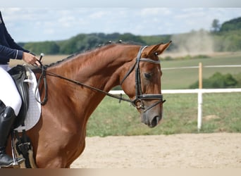 Trakehner, Ruin, 9 Jaar, 169 cm, Bruin