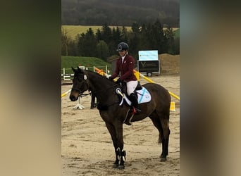 Trakehner, Ruin, 9 Jaar, 170 cm, Donkerbruin