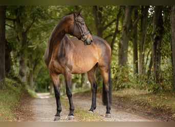 Trakehner, Ruin, 9 Jaar, 172 cm, Bruin